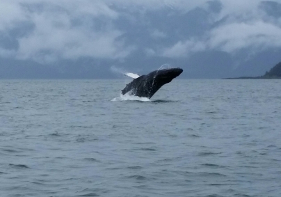 16b whale4