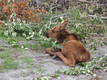 Baby moose2